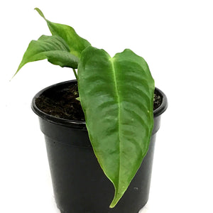 Anthurium, 4in, Veitchii