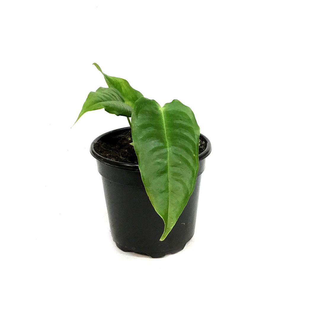 Anthurium, 4in, Veitchii