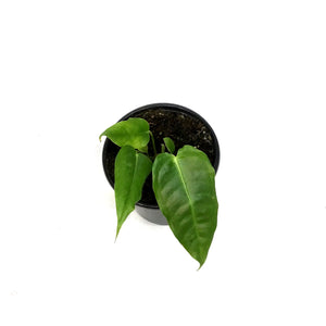 Anthurium, 4in, Veitchii