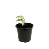 Epipremnum , 4in, Giganteum Varigated