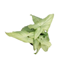 Load image into Gallery viewer, Syngonium, 4in, Pink Spot
