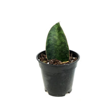 Load image into Gallery viewer, Sansevieria, 4in Shark Fin
