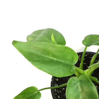 Philodendron, 4in, Bob Cee Variegated