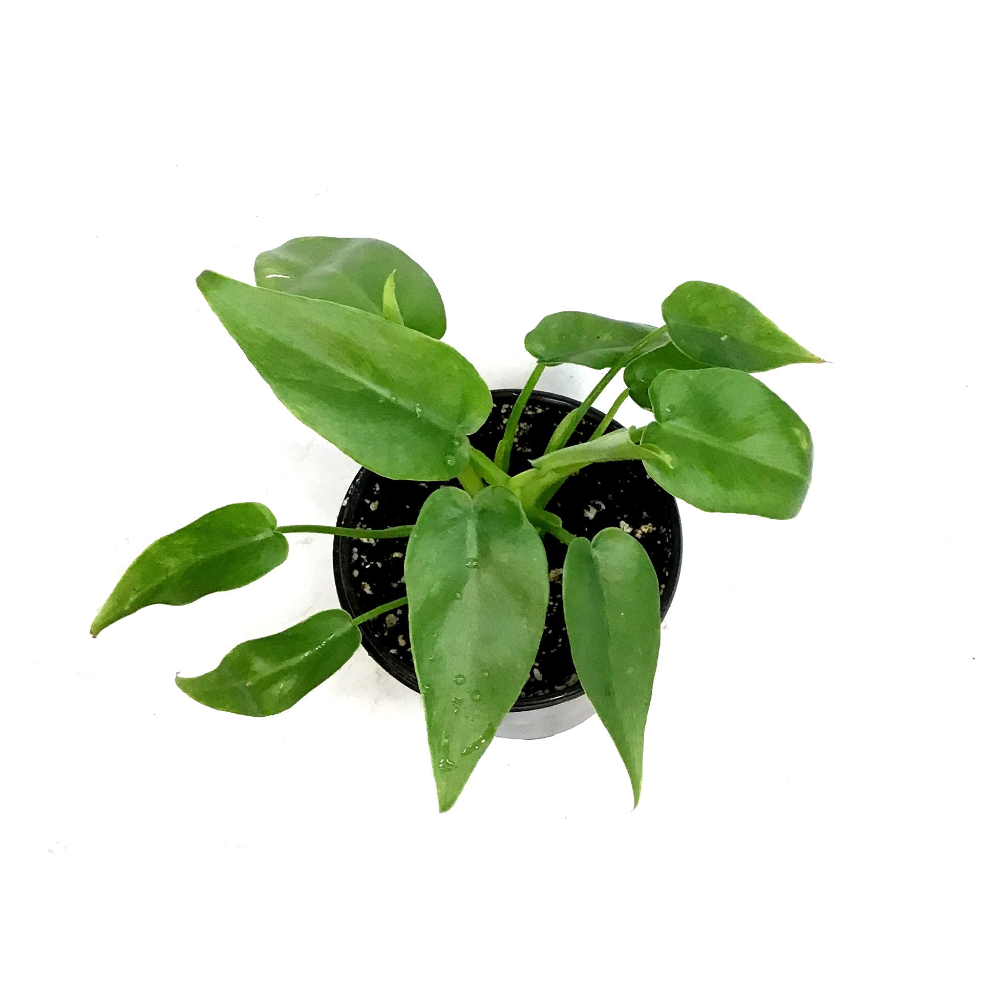 Philodendron, 4in, Bob Cee Variegated – Floral Acres Greenhouse & Garden  Centre
