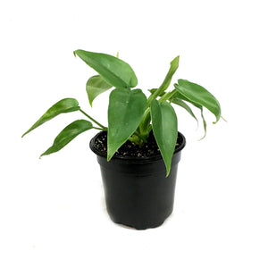 Philodendron, 4in, Bob Cee Variegated