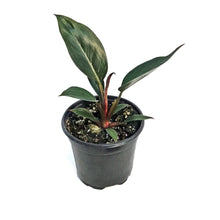 Load image into Gallery viewer, Philodendron, 4in, Birkin Pink
