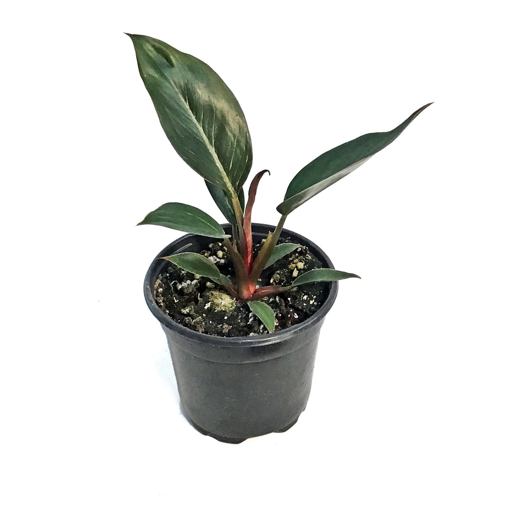 Philodendron, 4in, Birkin Pink