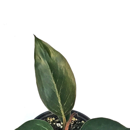 Philodendron, 4in, Birkin Pink