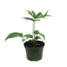 Load image into Gallery viewer, Anthurium, 6in, Fingers

