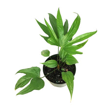 Load image into Gallery viewer, Anthurium, 6in, Fingers
