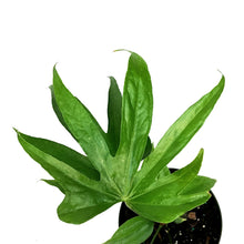 Load image into Gallery viewer, Anthurium, 6in, Fingers
