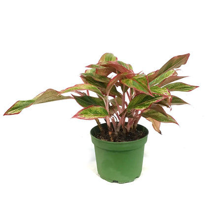 Aglaonema, 6in, Siam  Red
