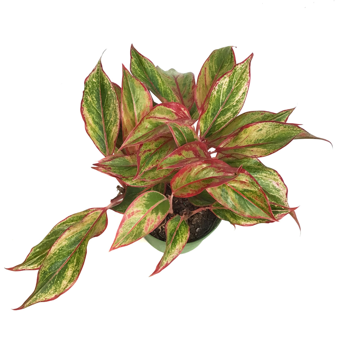Aglaonema, 6in, Siam  Red