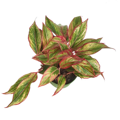 Aglaonema, 6in, Siam  Red