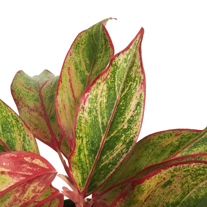 Aglaonema, 6in, Siam  Red