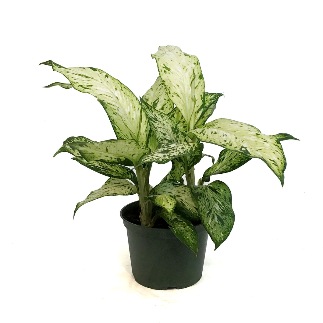 dieffenbachia star bright care Dieffenbachia, 6in, Starbright – Floral Acres Greenhouse & Garden Centre