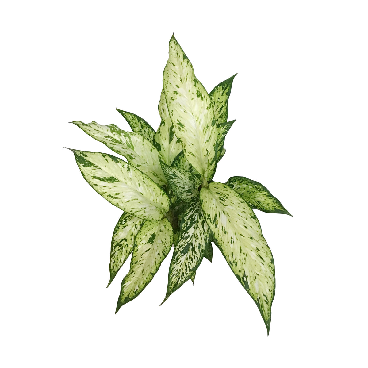 Dieffenbachia, 6in, Starbright