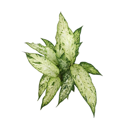 Dieffenbachia, 6in, Starbright