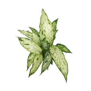 Dieffenbachia, 6in, Starbright