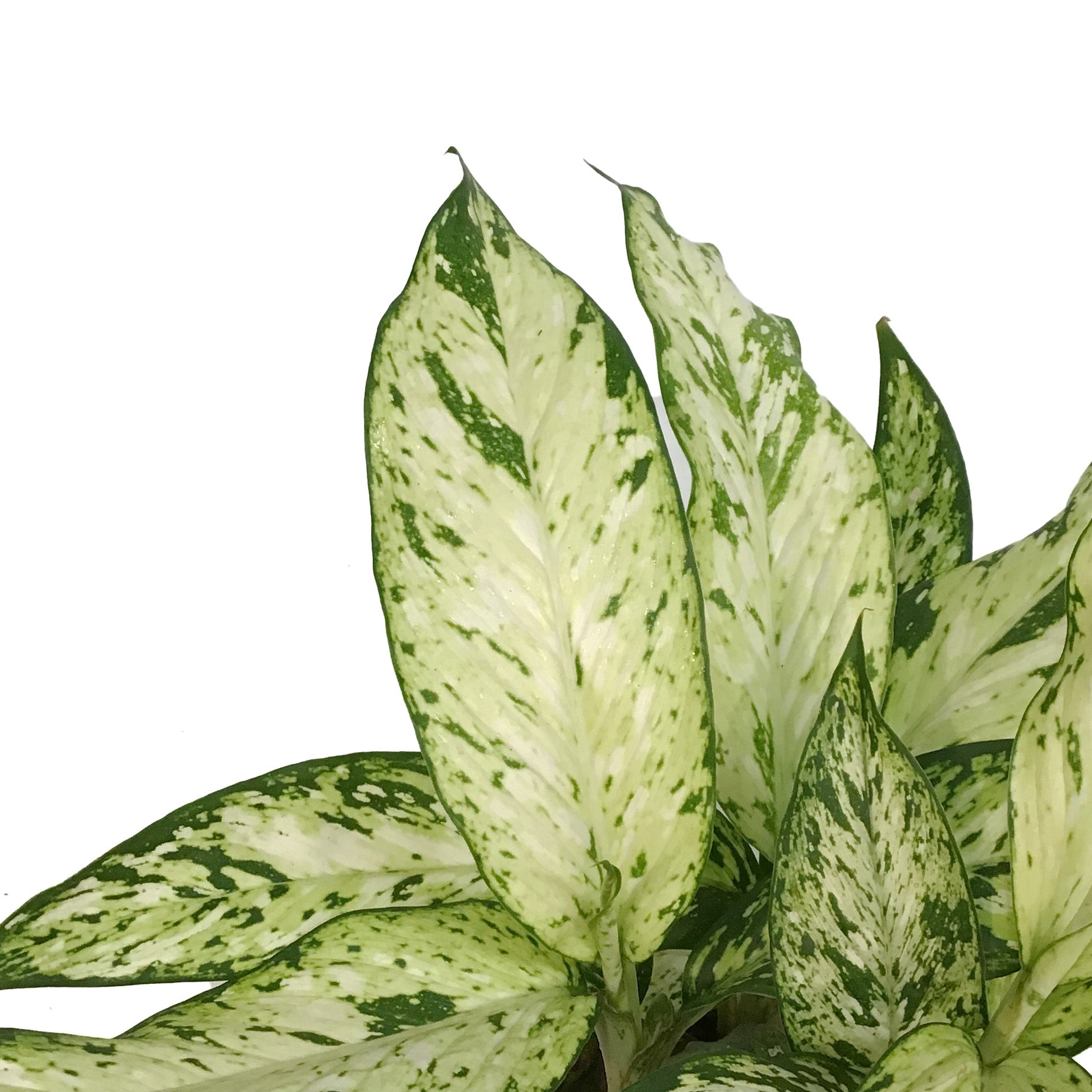 dieffenbachia star bright Dieffenbachia, 6in, Starbright – Floral Acres Greenhouse & Garden Centre