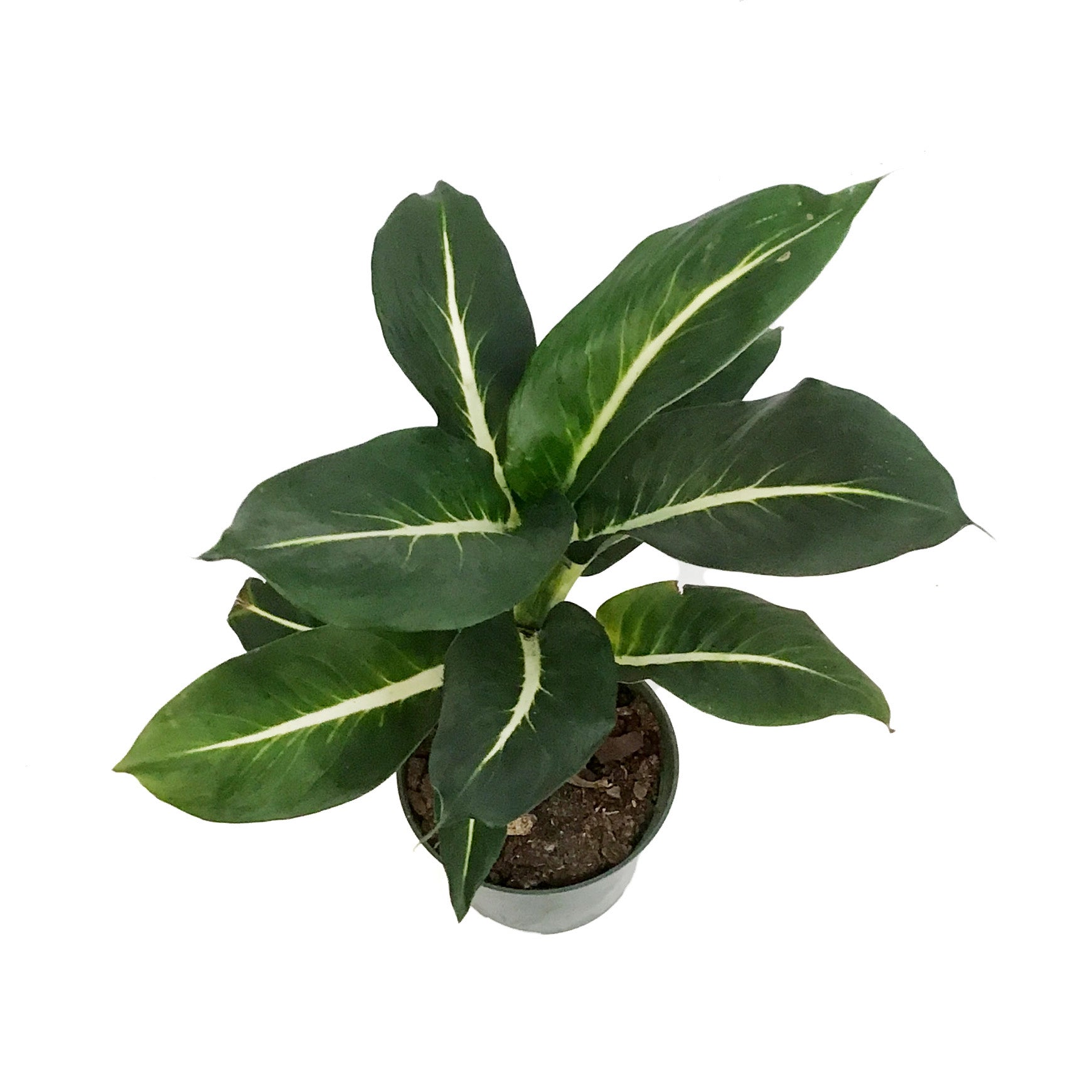 Dieffenbachia, 6in, Green Magic – Floral Acres Greenhouse & Garden Centre
