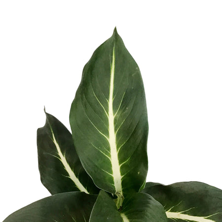 Dieffenbachia, 6in, Green Magic