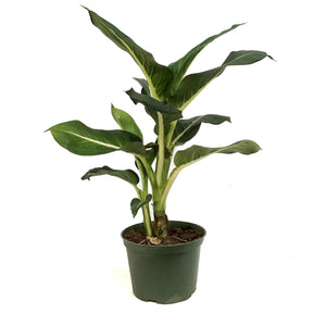 Dieffenbachia, 6in, Green Magic