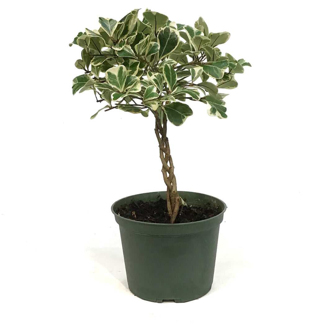 Ficus, 6in, Triangularis Standard Braid