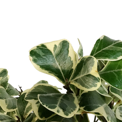 Ficus, 6in, Triangularis Standard Braid