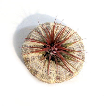 Tillandsia Ionantha Jellyfish