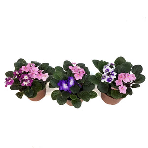 African Violet, 5in