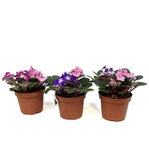 African Violet, 5in