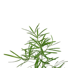 Load image into Gallery viewer, Fern, 3.5in, Sprengeri
