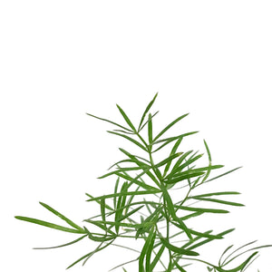 Fern, 3.5in, Sprengeri
