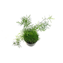Load image into Gallery viewer, Fern, 3.5in, Sprengeri

