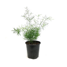 Load image into Gallery viewer, Fern, 3.5in, Sprengeri
