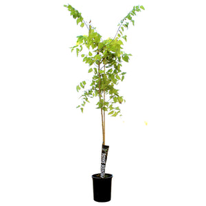 Hackberry, 5 gal, Common