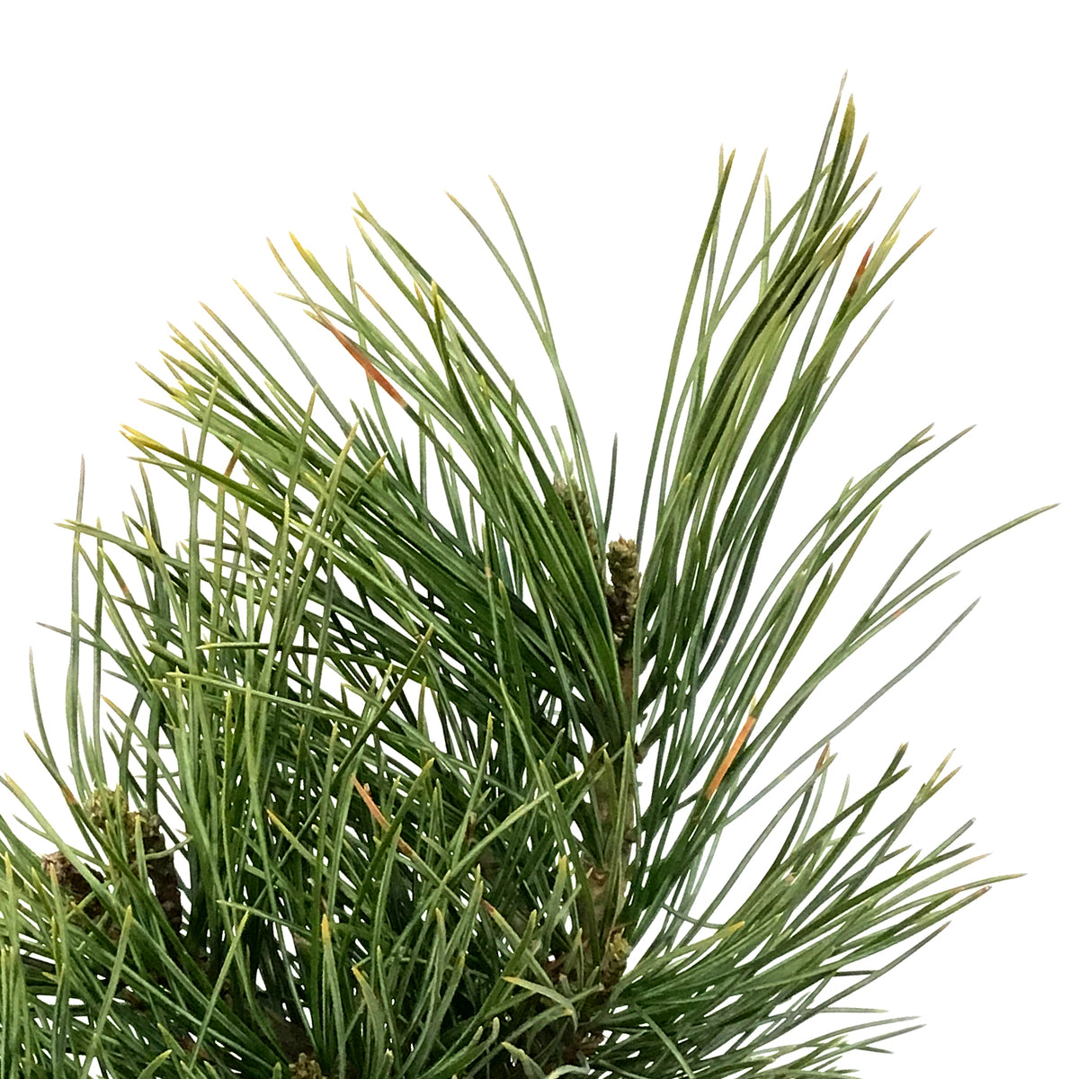 Pine, 1 gal, Swiss Stone