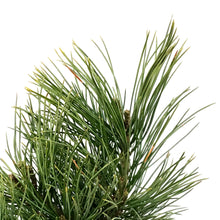 Load image into Gallery viewer, Pine, 1 gal, Swiss Stone
