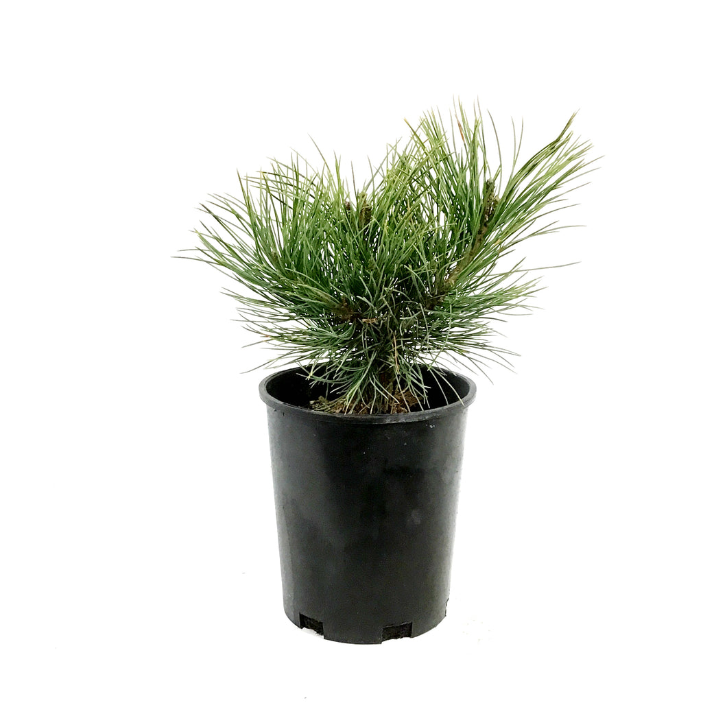 Pine, 1 gal, Swiss Stone