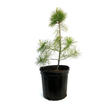 Load image into Gallery viewer, Pine, 2 gal, White
