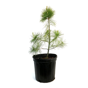 Pine, 2 gal, White