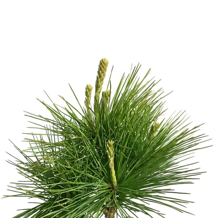 Pine, 2 gal, White