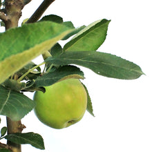 Load image into Gallery viewer, Apple, 7 gal, Gemini Dwarf
