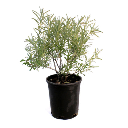 Sea Buckthorn, 1 gal, Orange Energy (Female)