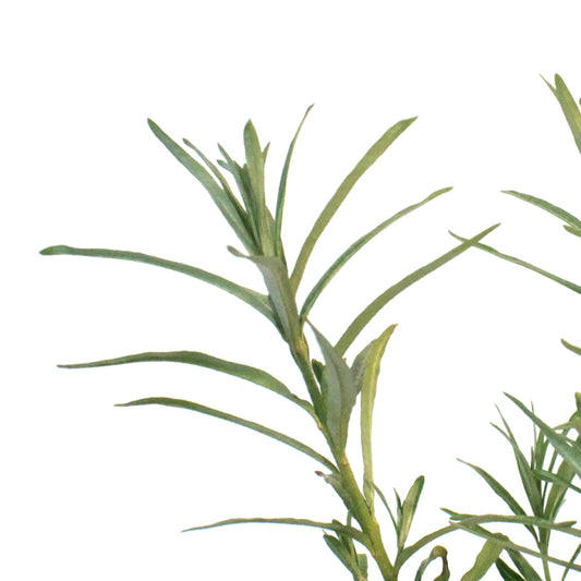Sea Buckthorn, 1 gal, Orange Energy (Female)