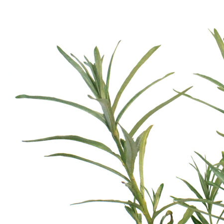 Sea Buckthorn, 1 gal, Orange Energy (Female)