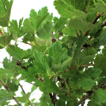 Load image into Gallery viewer, Gooseberry, 1 gal, Hinnonmaki
