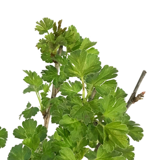 Gooseberry, 1 gal, Captivator