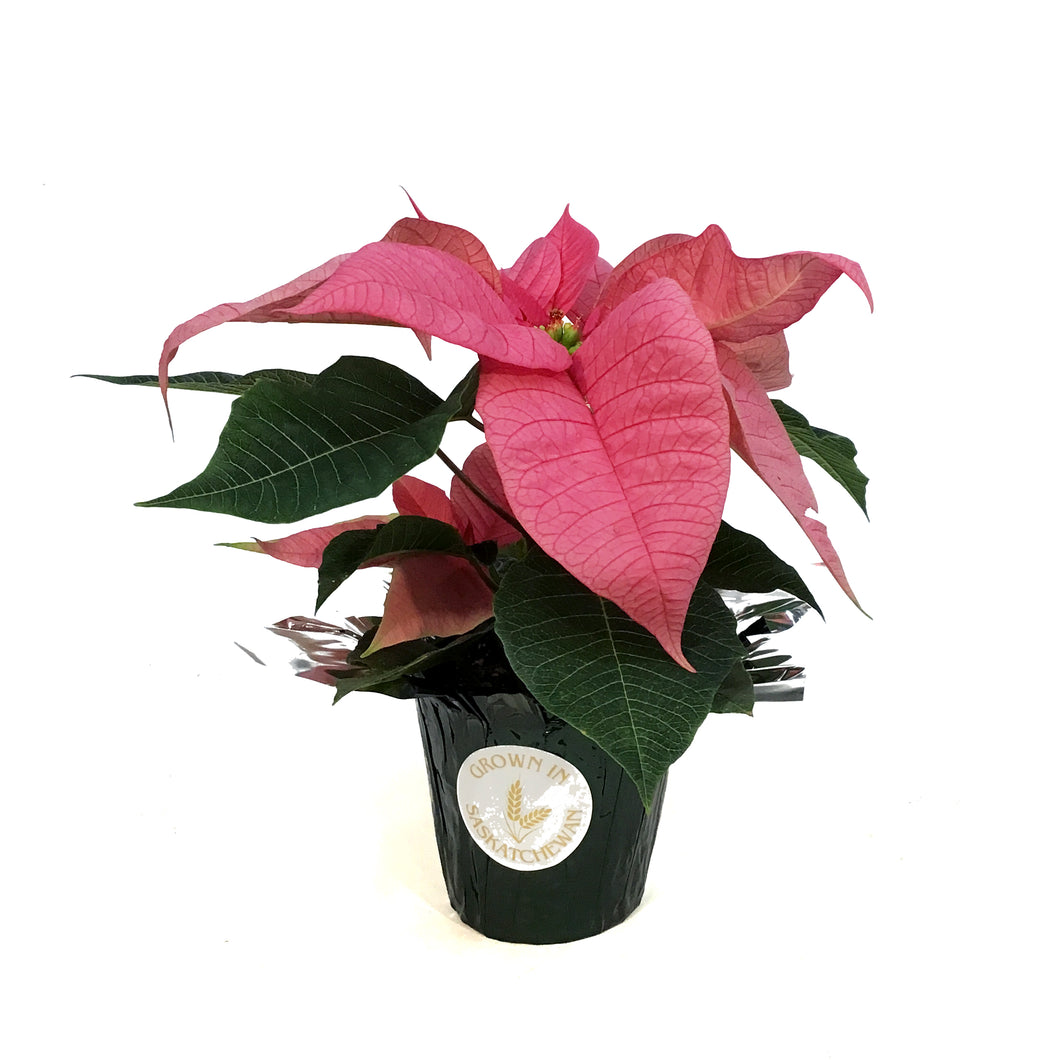 Poinsettia, 4in, Pink
